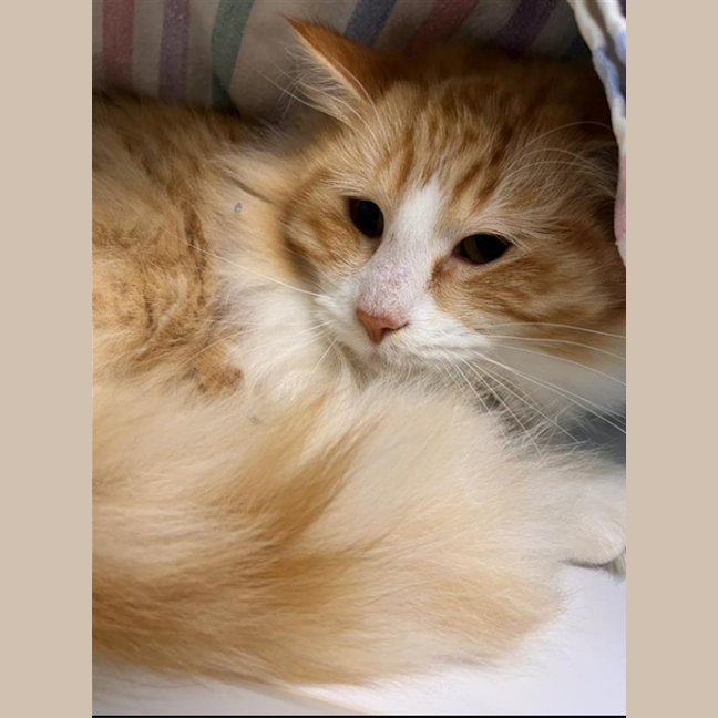Photo of Crumpet