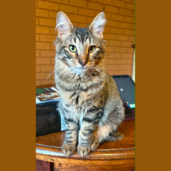 Photo of Heather *9 Lives Project Rescue*