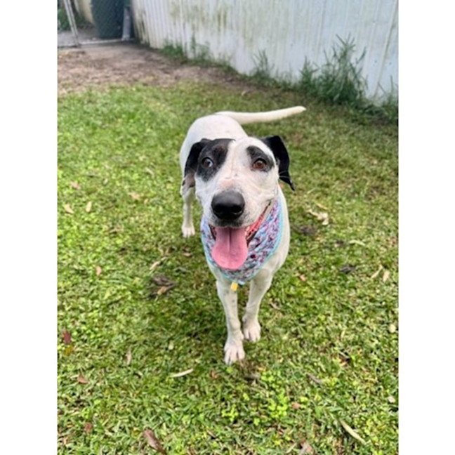 Photo of Bella *$150 Adoption Fee*