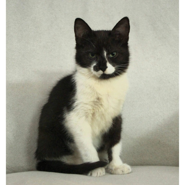 Photo of 14144   Spangle