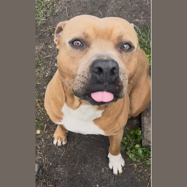 Photo of Scooby
