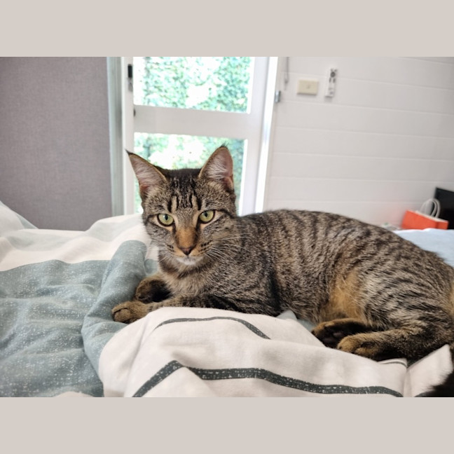 Photo of Buddy (Stripes) 