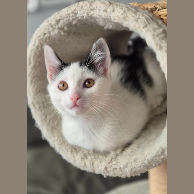 Photo of Bean 
