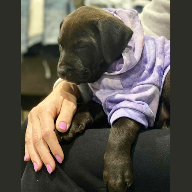 Photo of Domino   10 Week Old Staffy X
