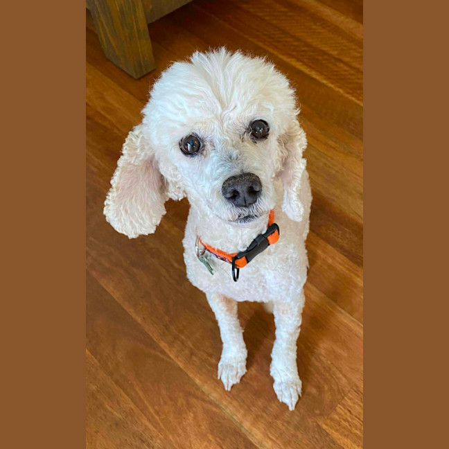 Photo of Bella