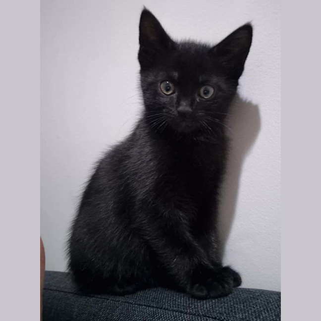 Photo of Nyx Meet Me@Petstock Hastings Store