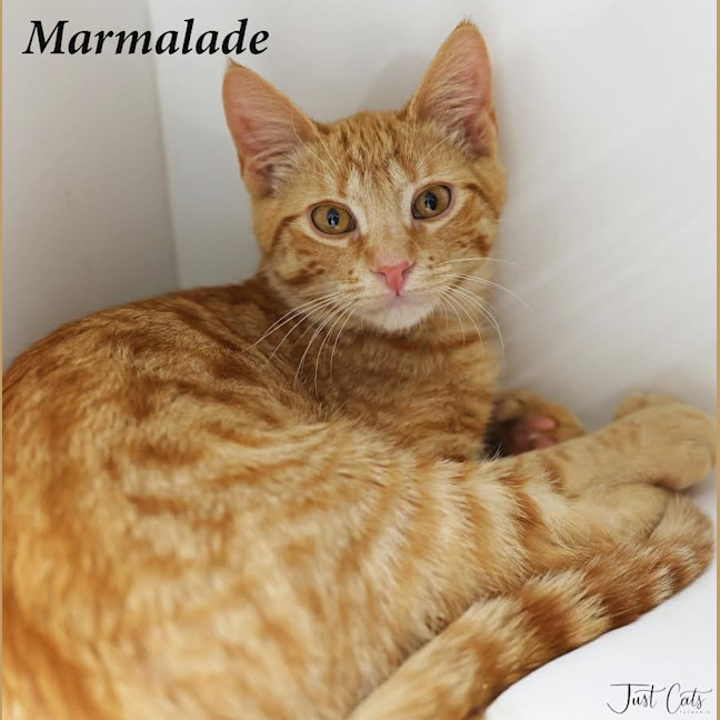 Photo of Marmalade