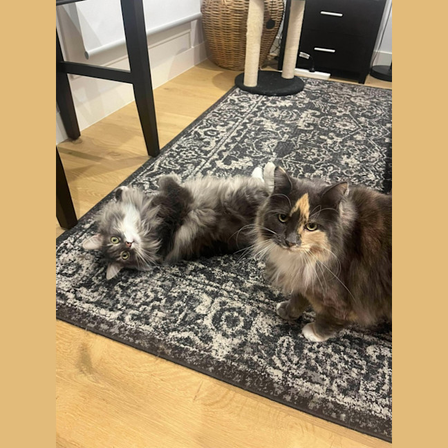 Photo of Teddy & Honk Honk   In Foster Care In Coburg