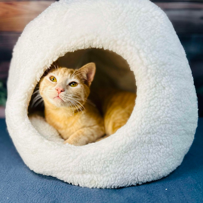 Photo of Radley   Located In Westmeadows