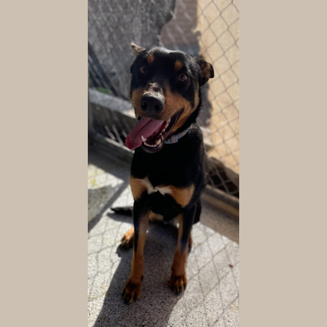 Photo of Rippley