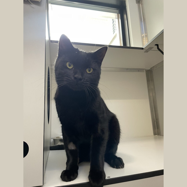 Photo of Midnight