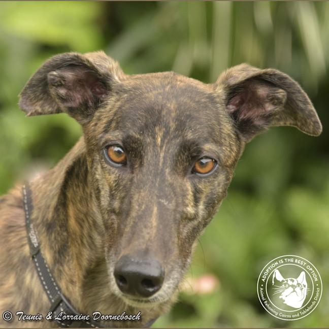 Photo of Dd (Detrie Bale)