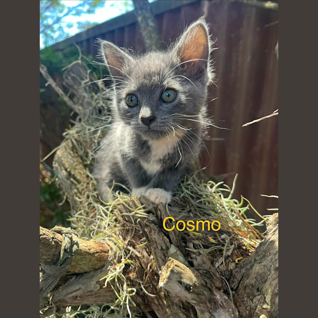 Photo of Cosmo