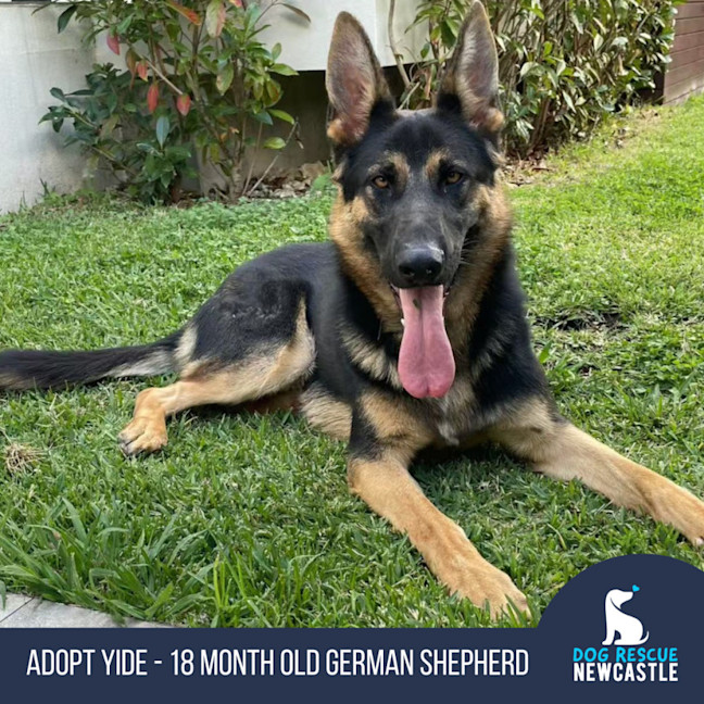 Photo of Yide   18 Month Old German Shepherd