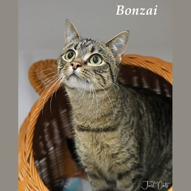 Photo of Bonzi