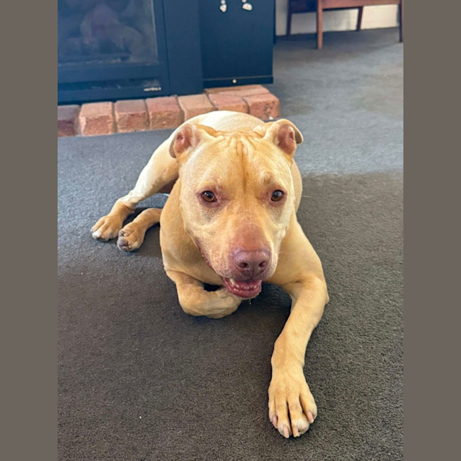 Photo of Topaz   7 Year Old Staffy