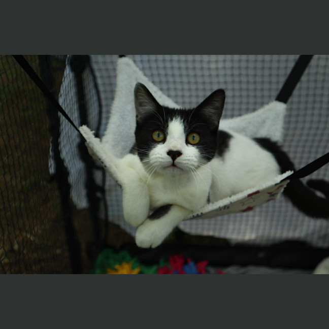 Photo of Stitch
