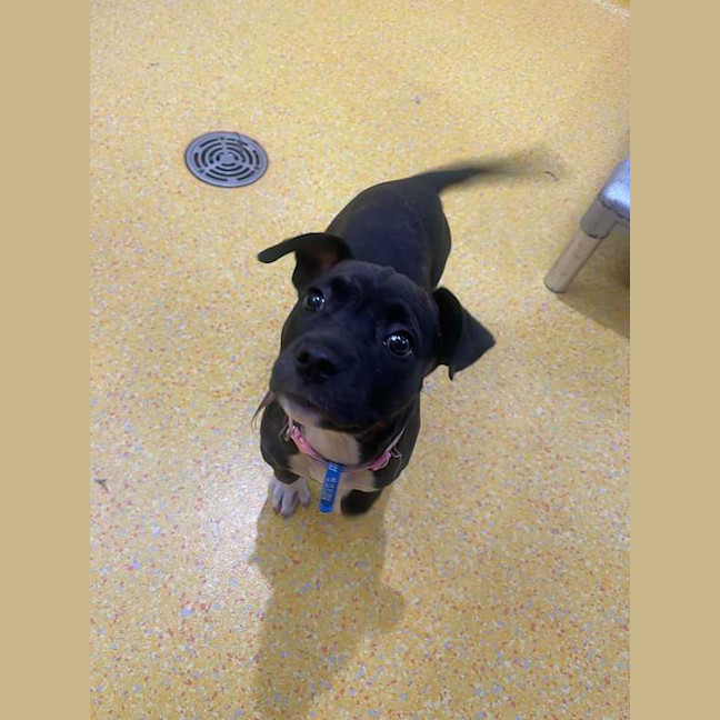 Photo of Nova