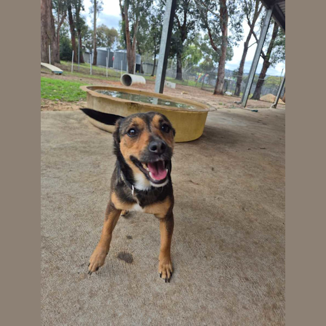 Photo of Chilli