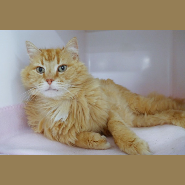 Photo of Ollie Sta015527