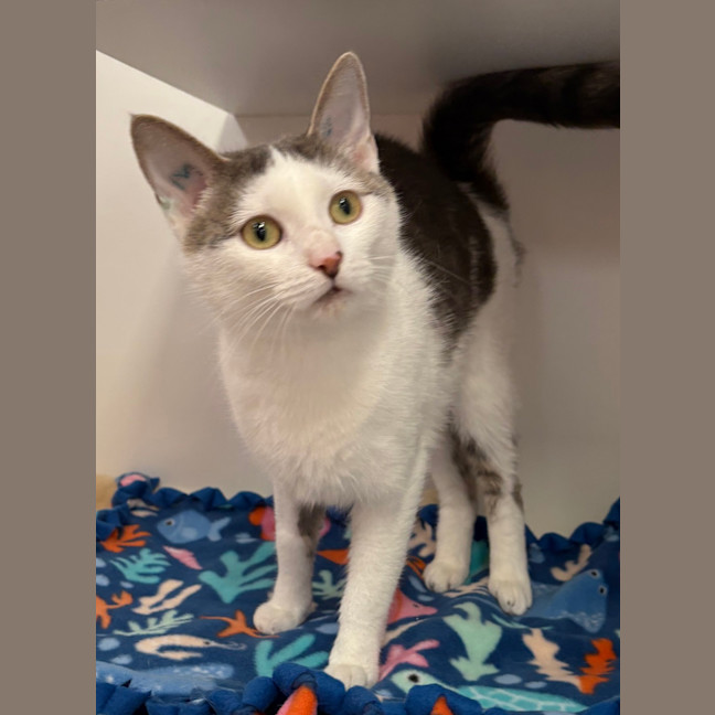 Photo of Pepper