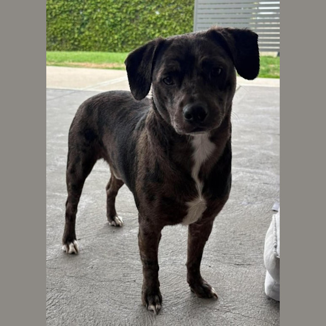 Photo of Crank   11 Month Old Dachshund X Staffy