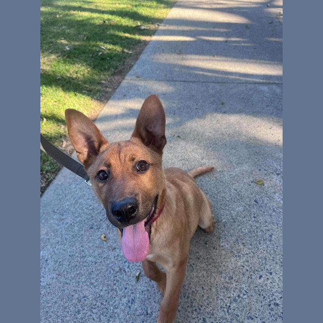 Photo of Archie