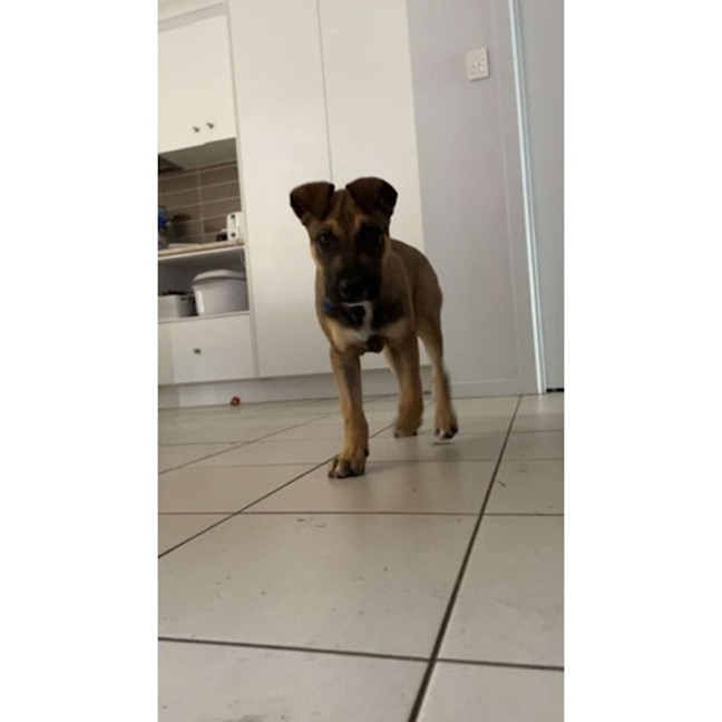 Photo of Joey *$350 Adoption Fee*