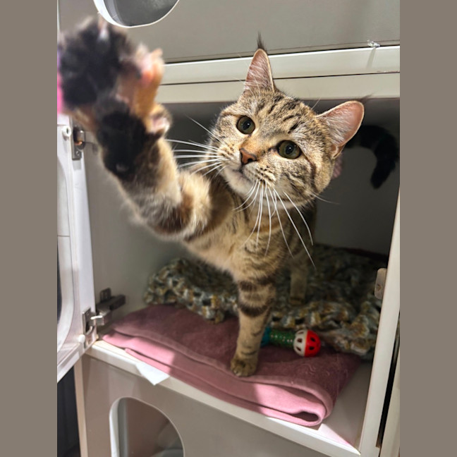 Photo of Chompie
