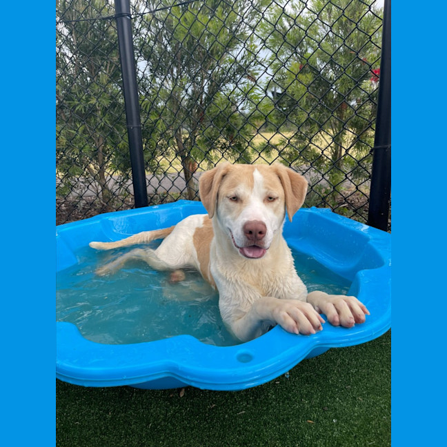 Photo of Gromit Imp 1418