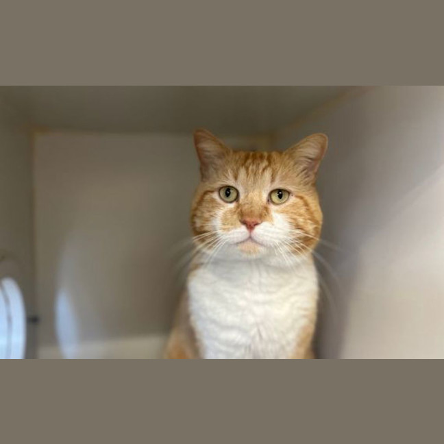 Photo of Maple