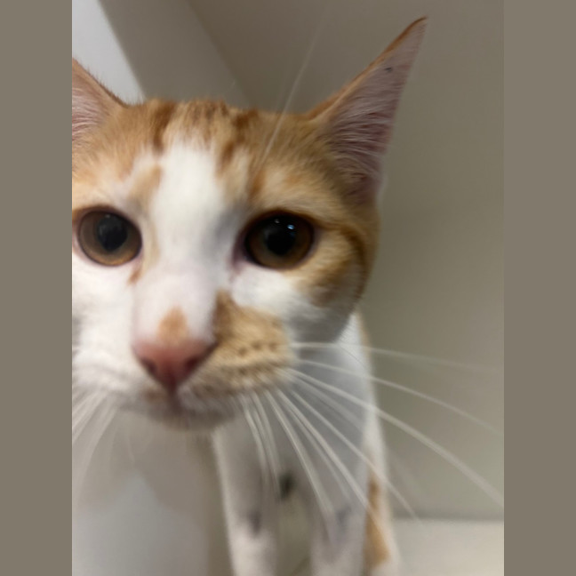 Photo of Pippin