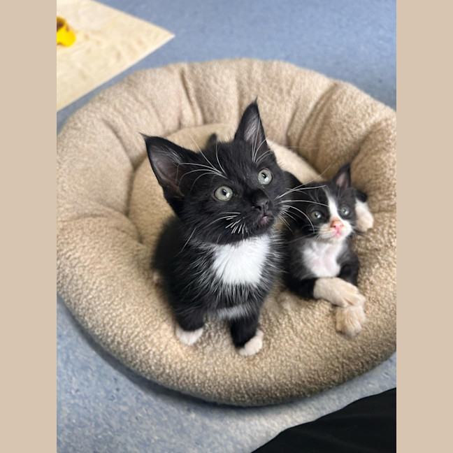 Photo of Pumba   In Foster Care In Ashburton