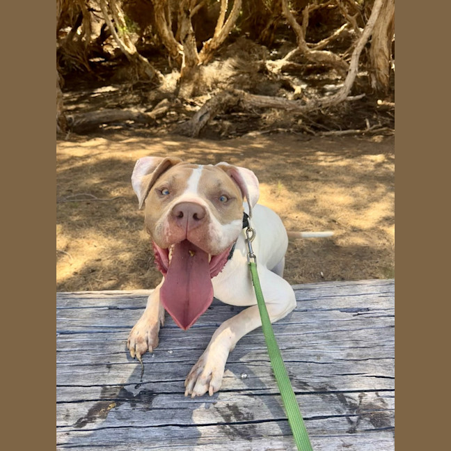 Photo of Bellie
