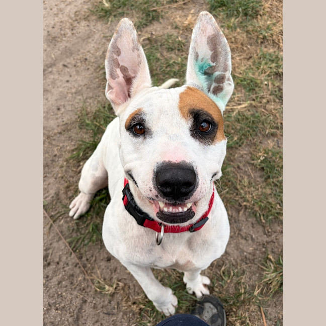 Photo of Tilly