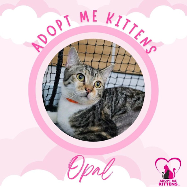 Photo of Opal