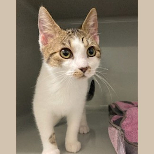 Photo of Milo