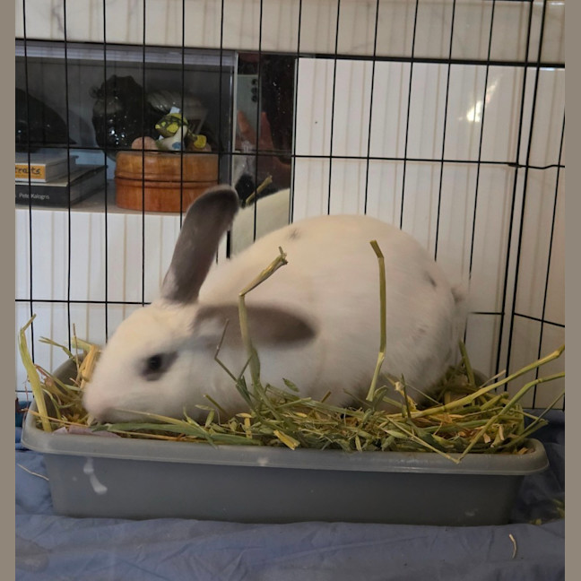 Photo of Casper