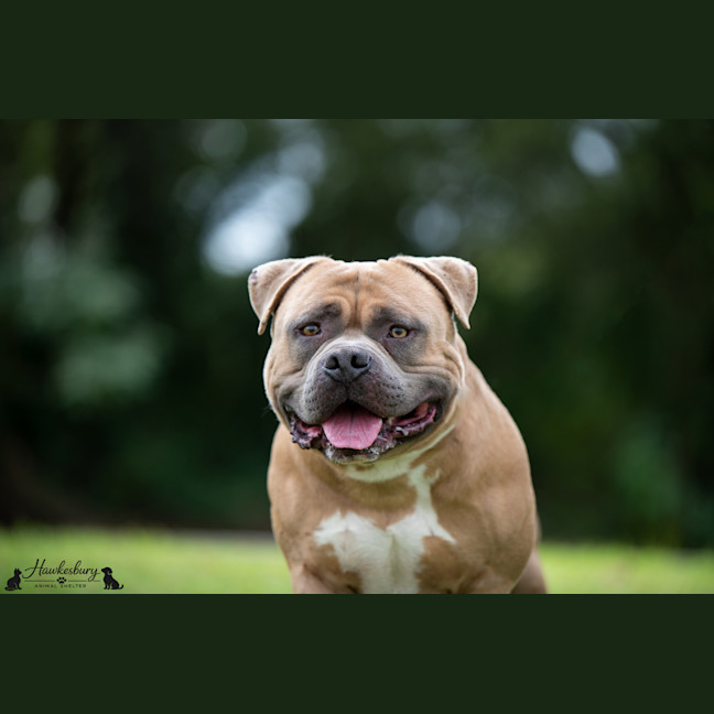 Photo of Bowser
