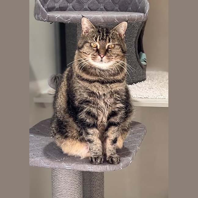 Photo of Shadow