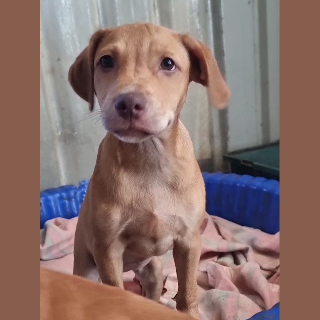 Photo of Tip (Tippy)