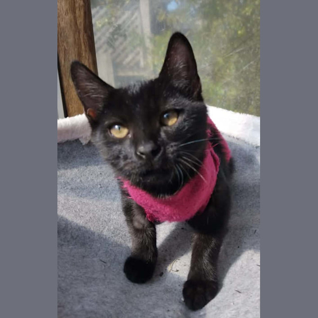 Photo of Shadow