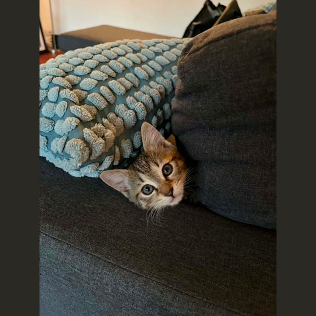 Photo of Gnocchi 
