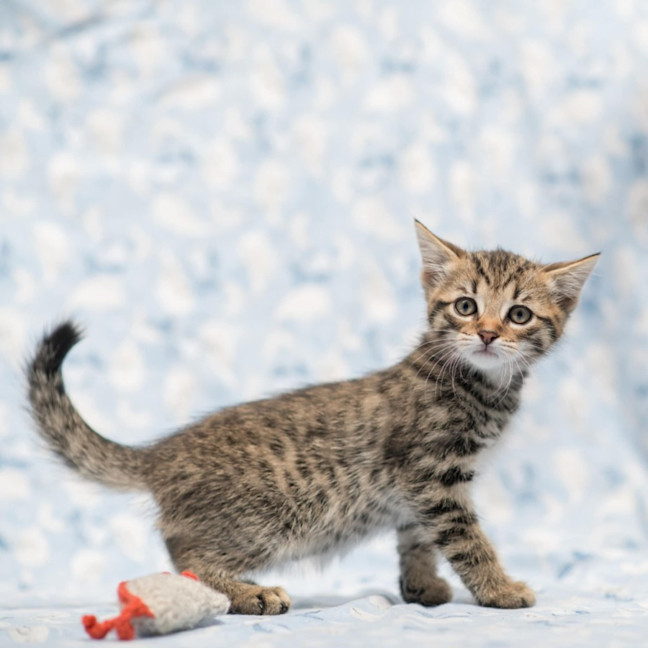 Photo of Jimmy Choo **2nd Chance Cat Rescue**