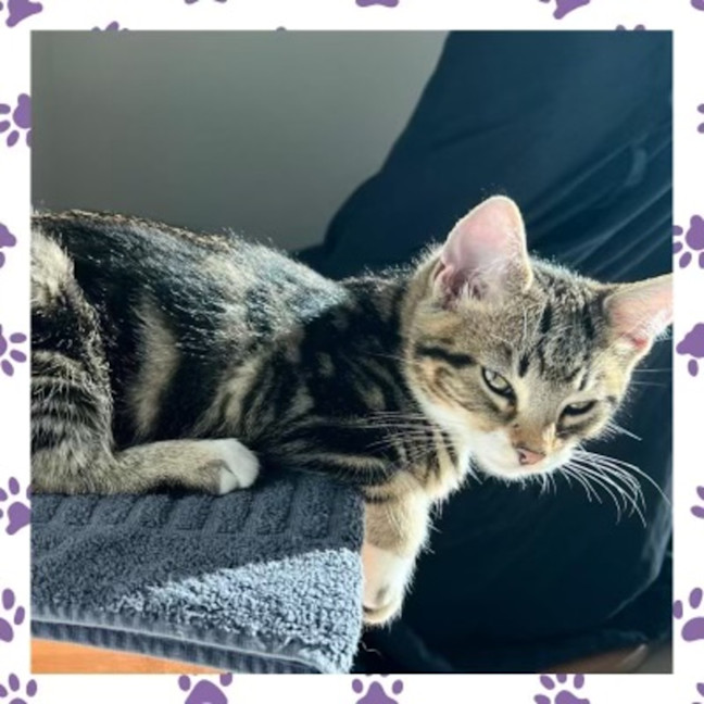 Photo of Violet