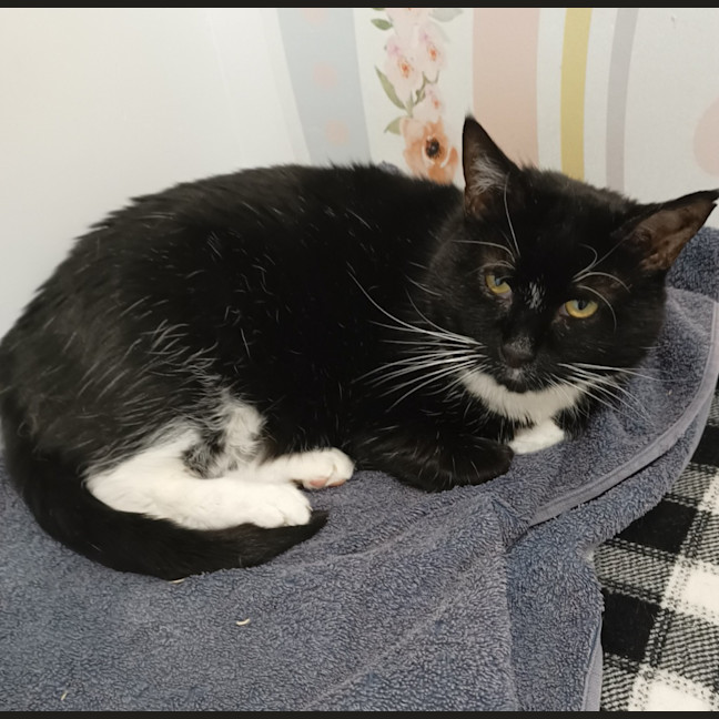 Photo of Captain Felix