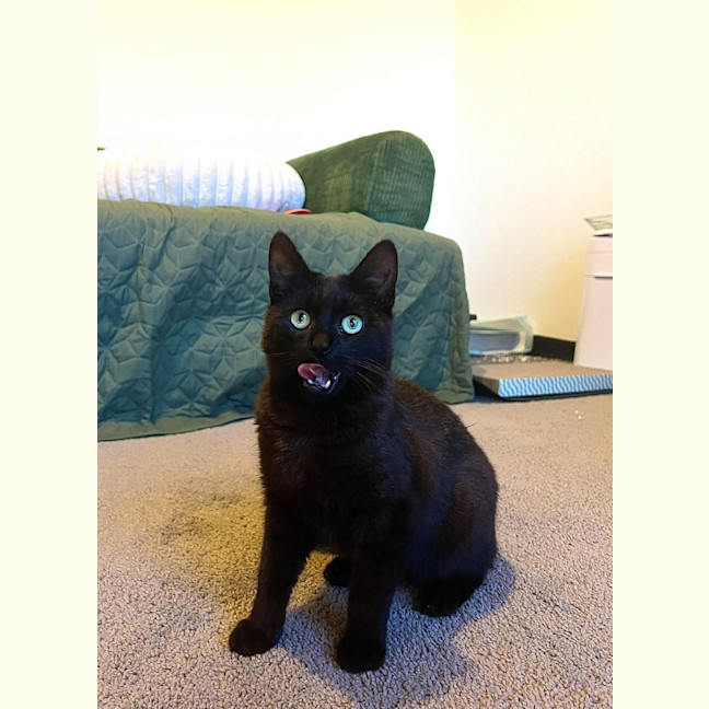 Photo of Otis