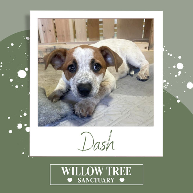 Photo of Dash