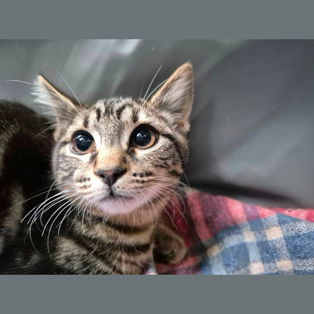 Photo of Zain ** 2nd Chance Cat Rescue**