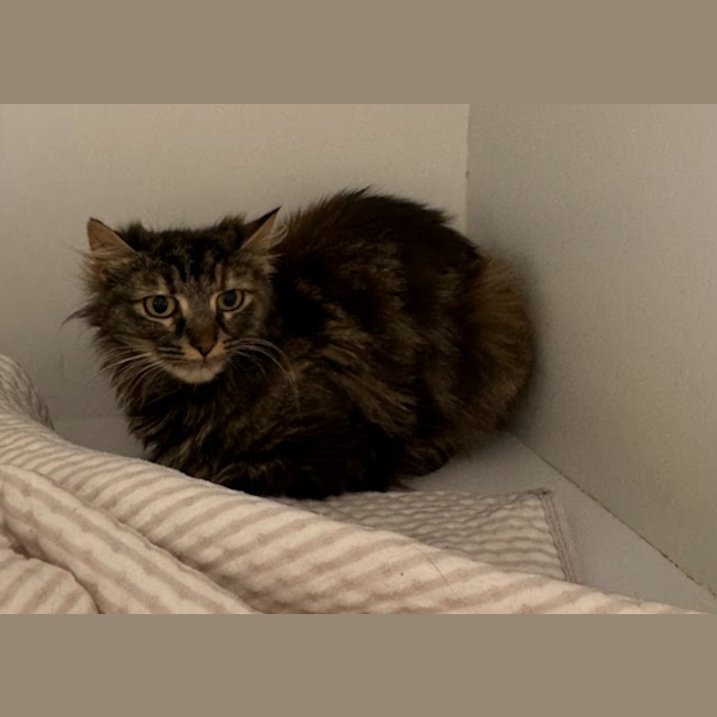 Photo of Tilly